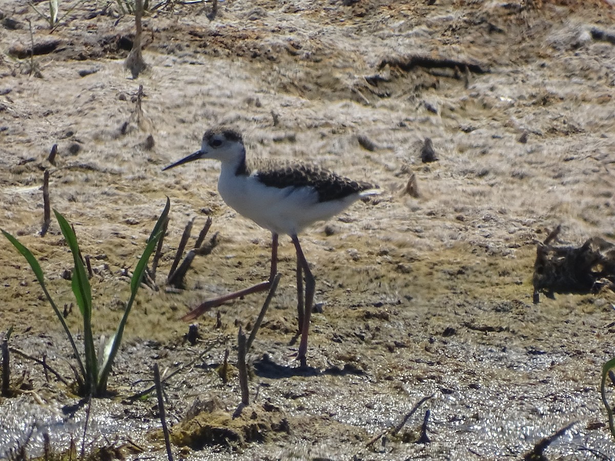 Black-necked Stilt (Black-necked) - ML108211961