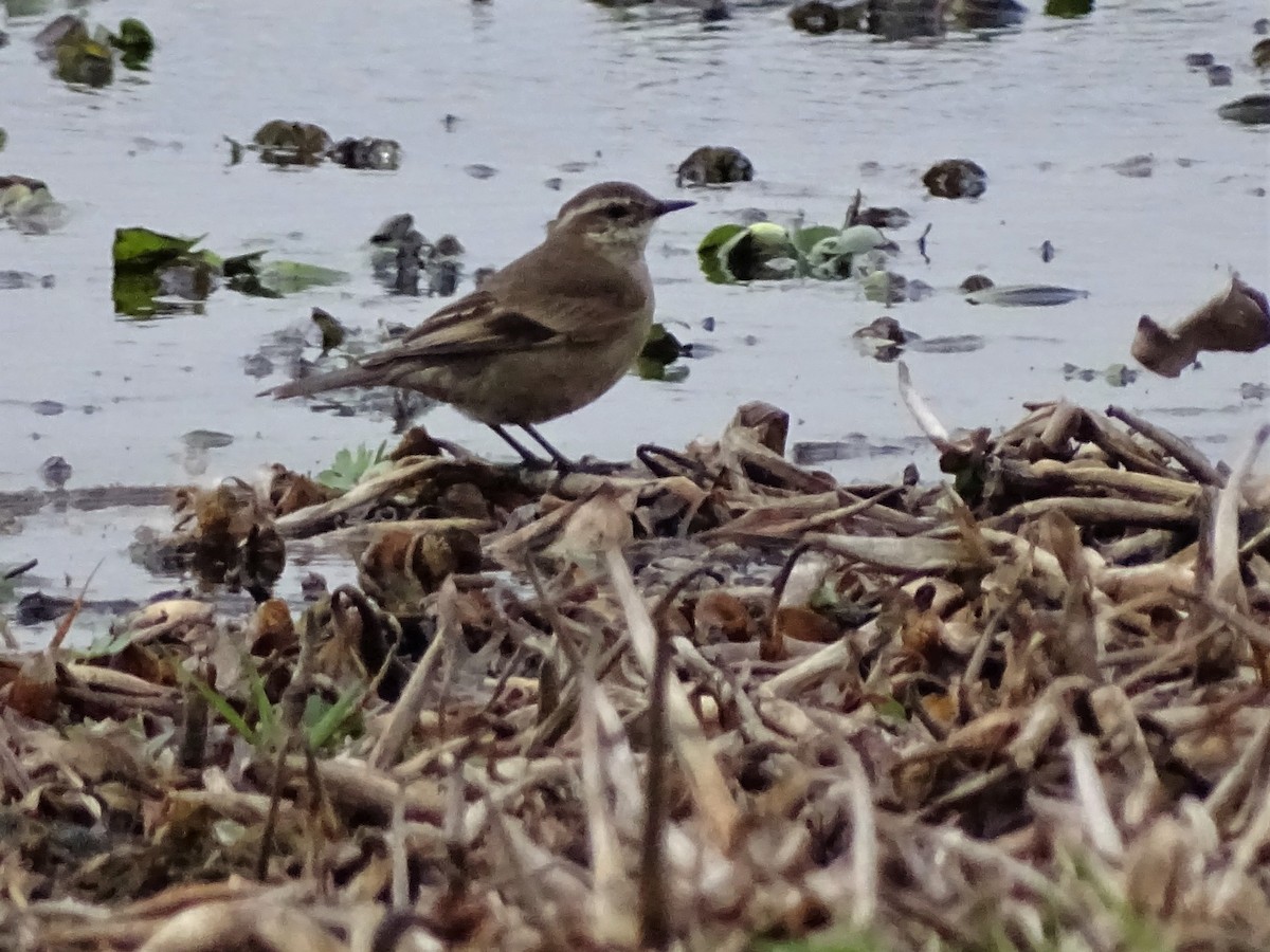 Buff-winged Cinclodes - ML108213691