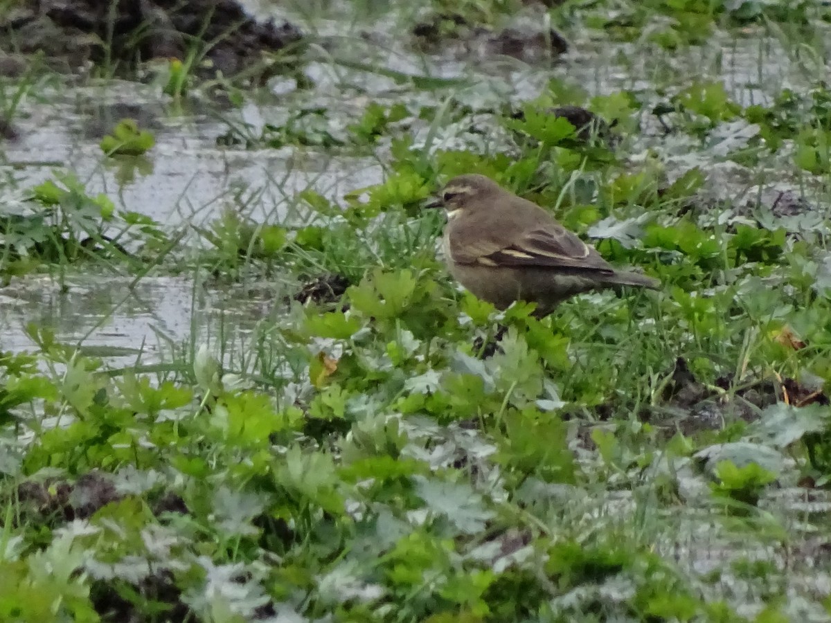 Buff-winged Cinclodes - ML108213711