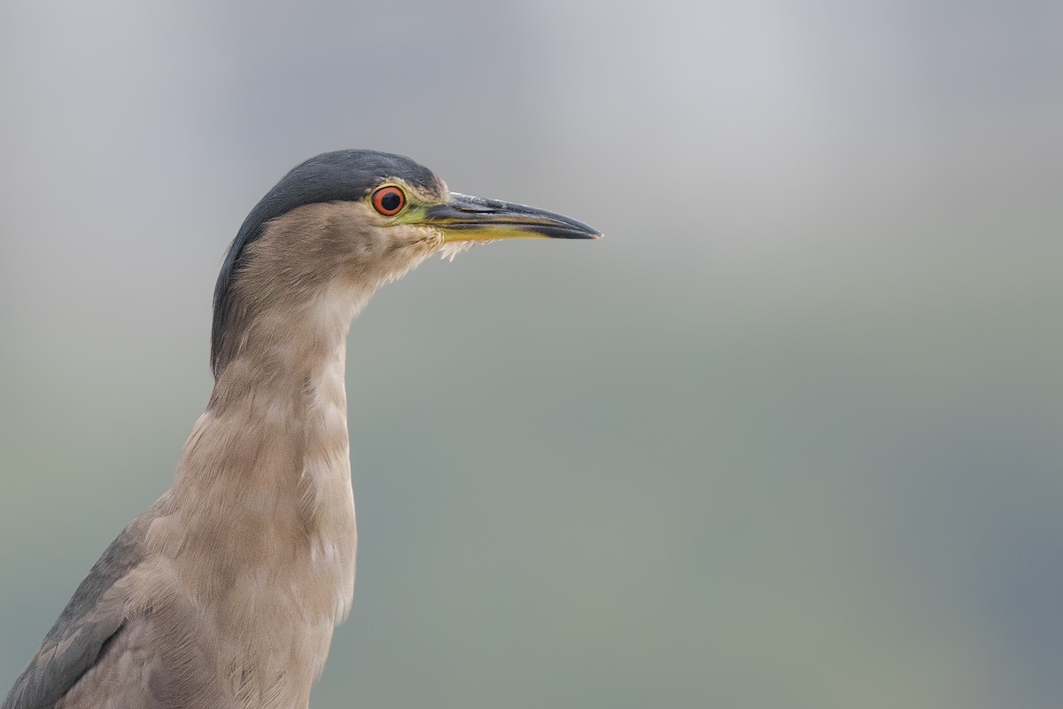 Black-crowned Night Heron - ML108214071