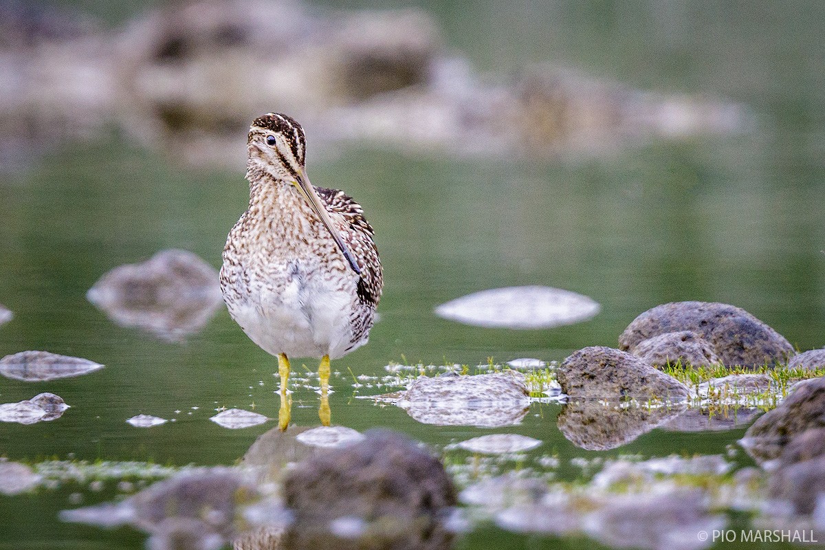 Magellanic Snipe - Pio Marshall