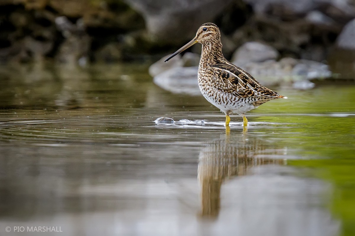 Magellanic Snipe - Pio Marshall