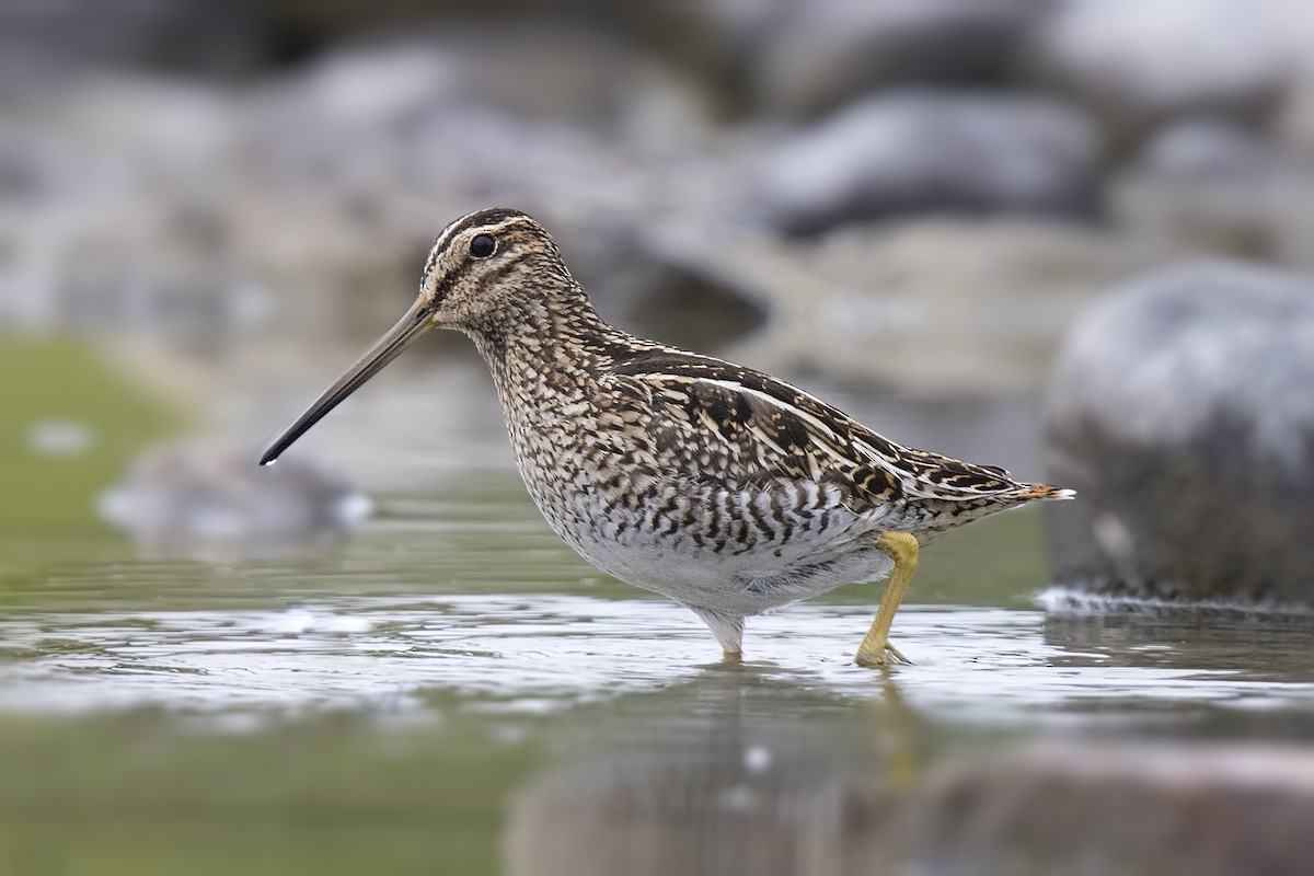 Magellanic Snipe - ML108214261