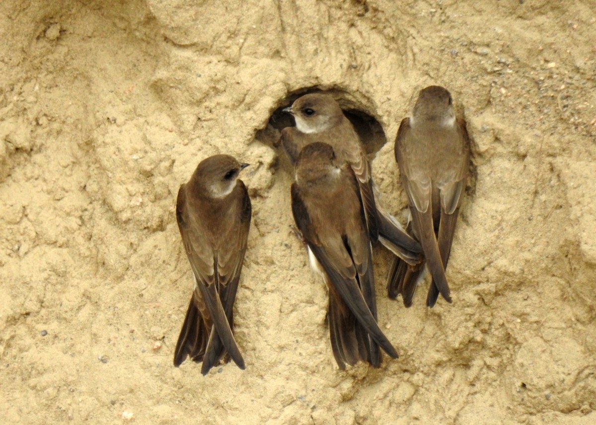 Pale Martin - ML108216401