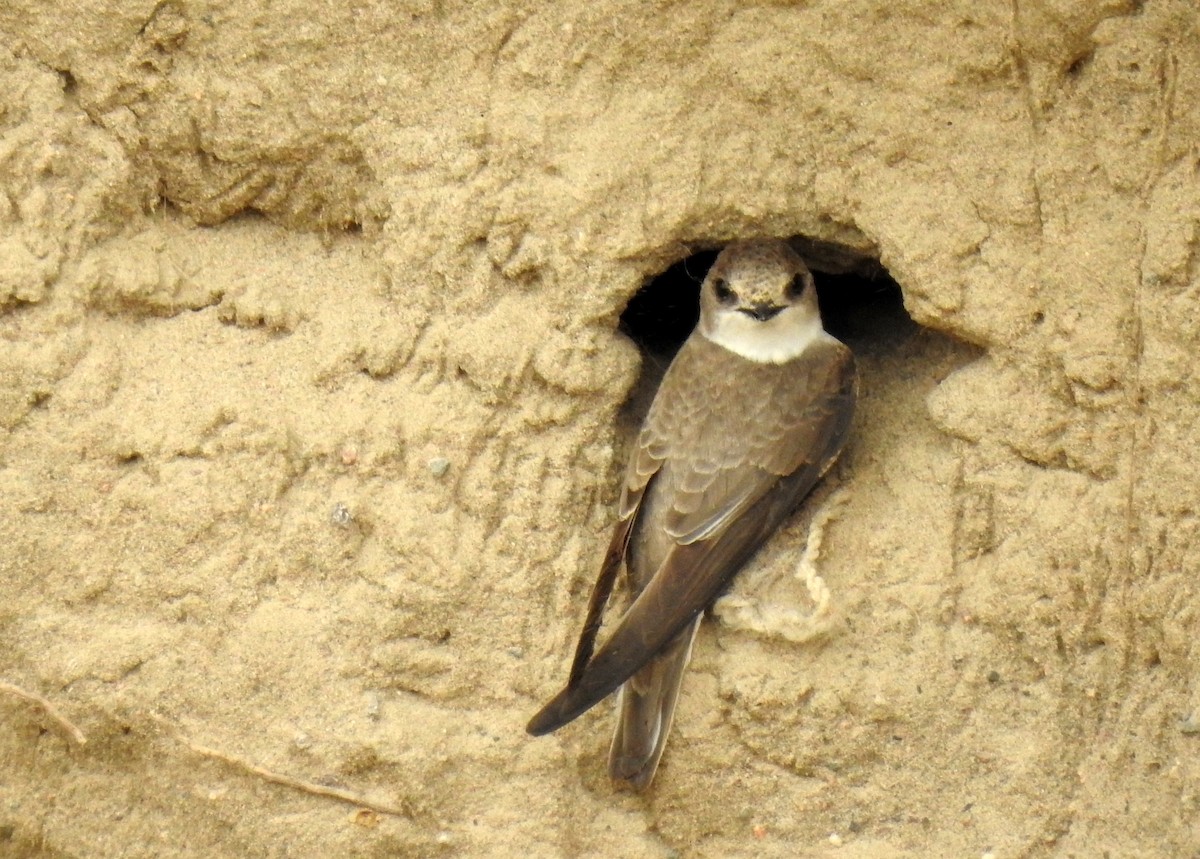 Pale Martin - ML108216411