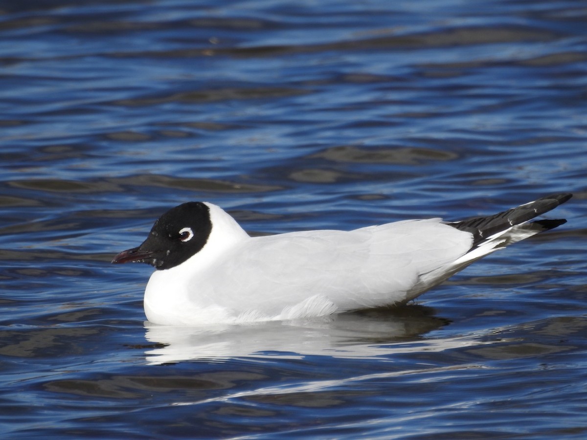 Andean Gull - ML108217461