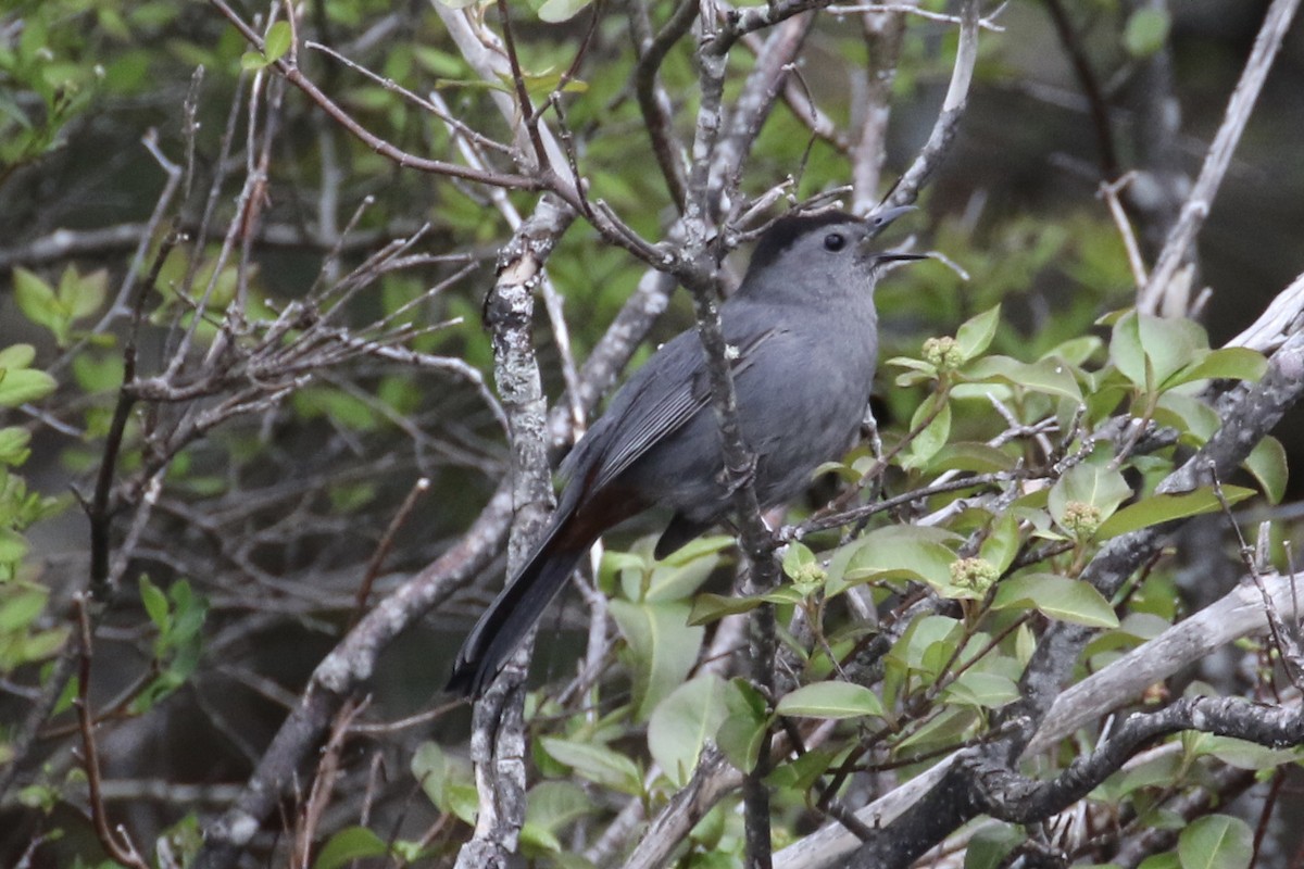 Gray Catbird - ML108218691