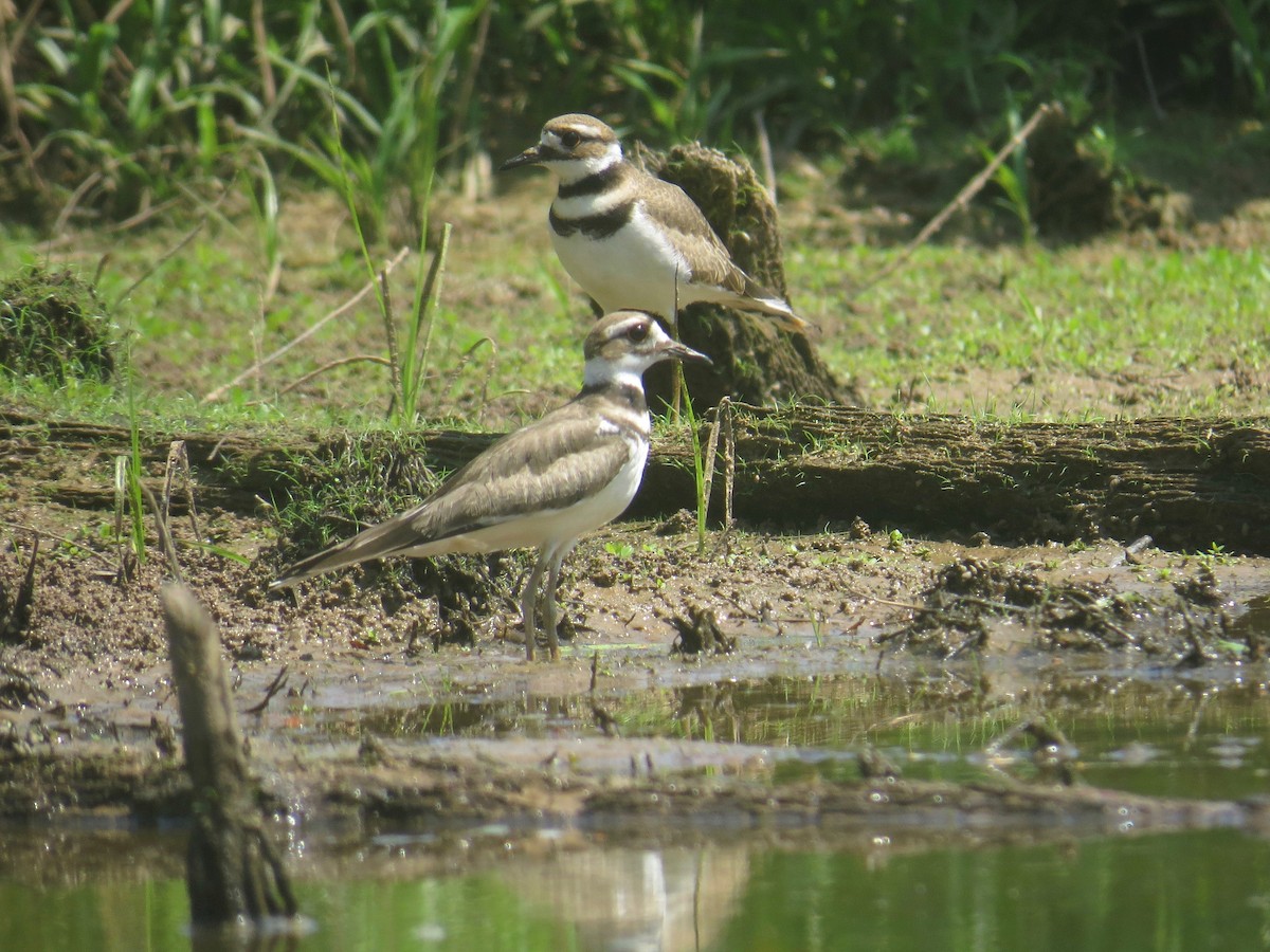 Killdeer - ML108218701