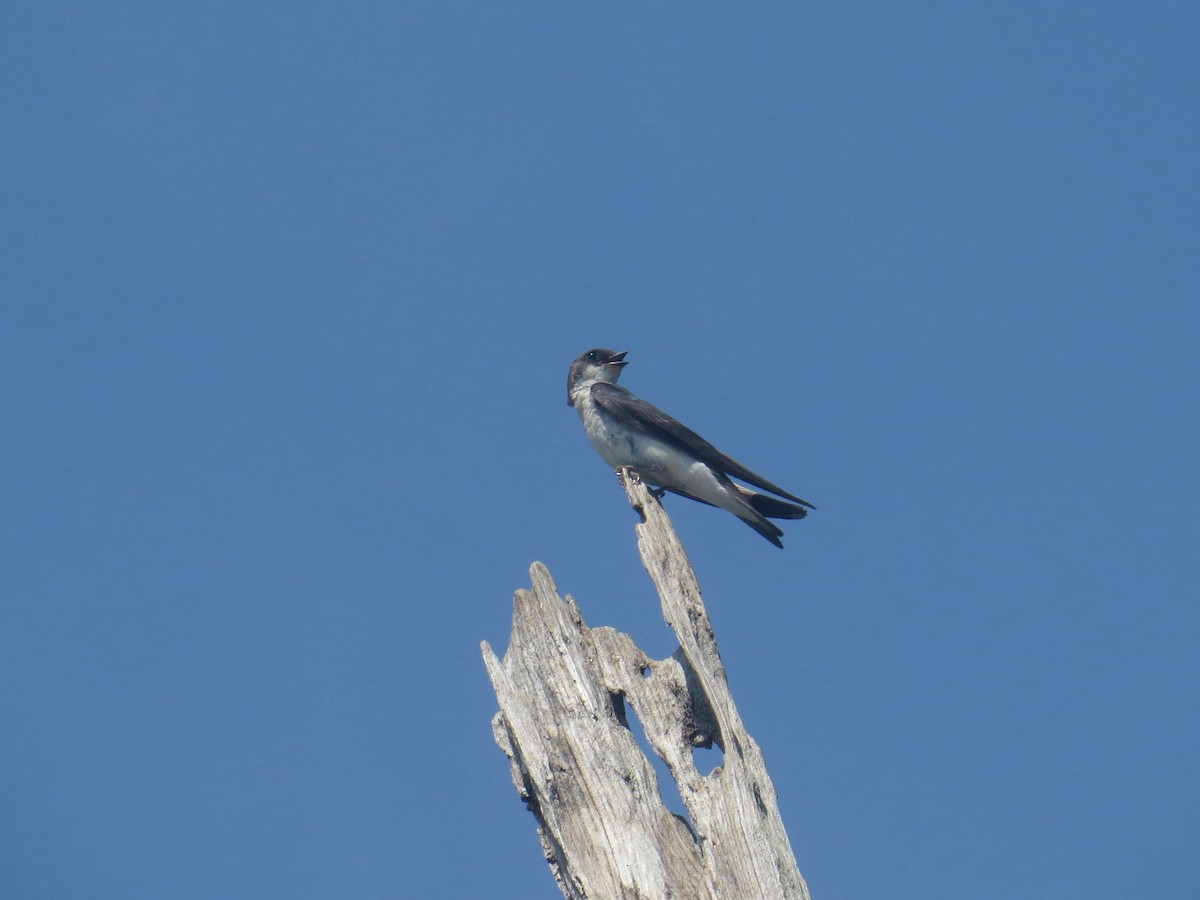 Tree Swallow - ML108218721