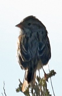 Brewer's Sparrow - ML108219001