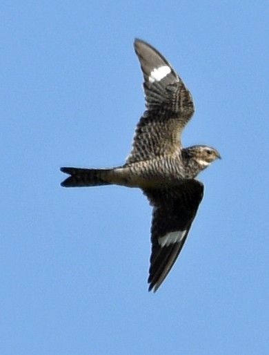 Common Nighthawk - ML108219401