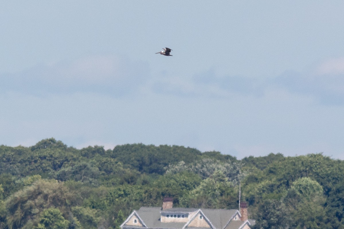 Brown Pelican - ML108219481