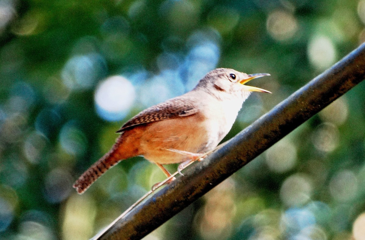 Chochín Criollo - ML108222971