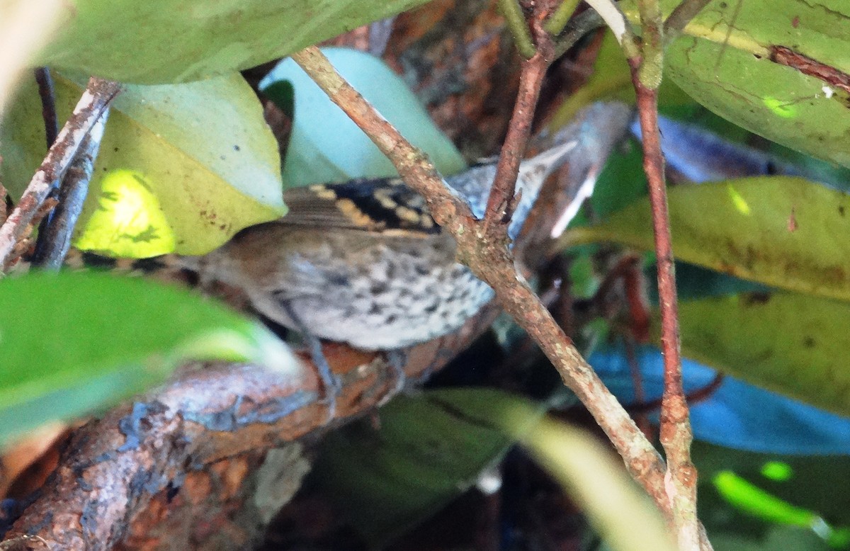 Scaled Antbird - ML108223321