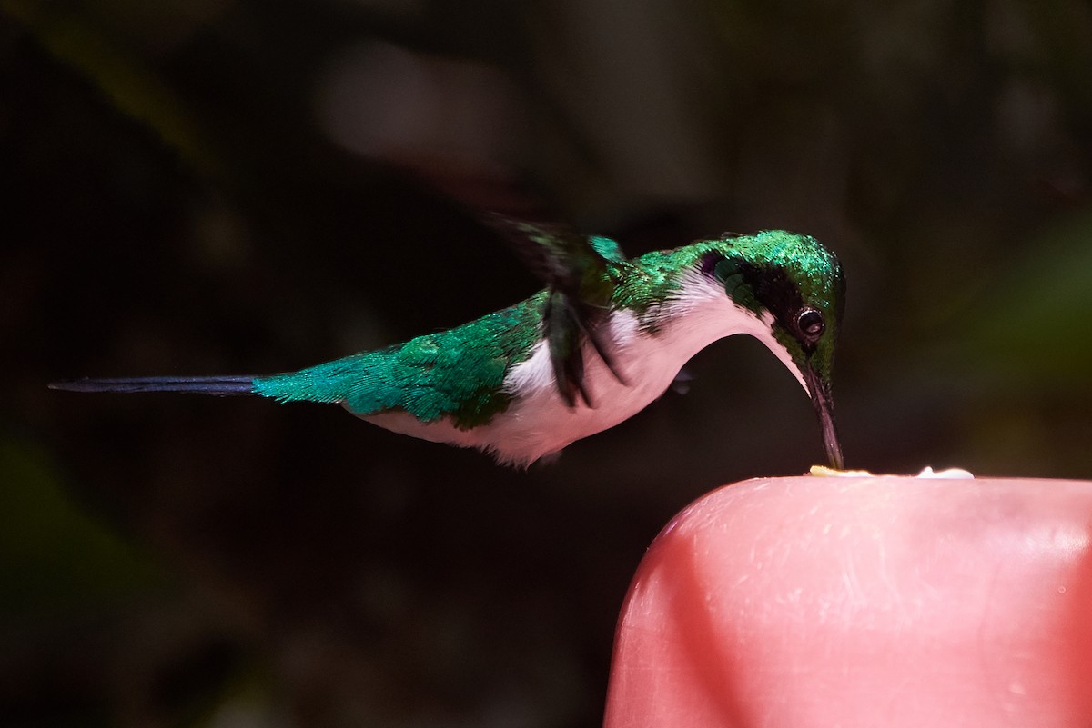 kolibřík černouchý - ML108224501