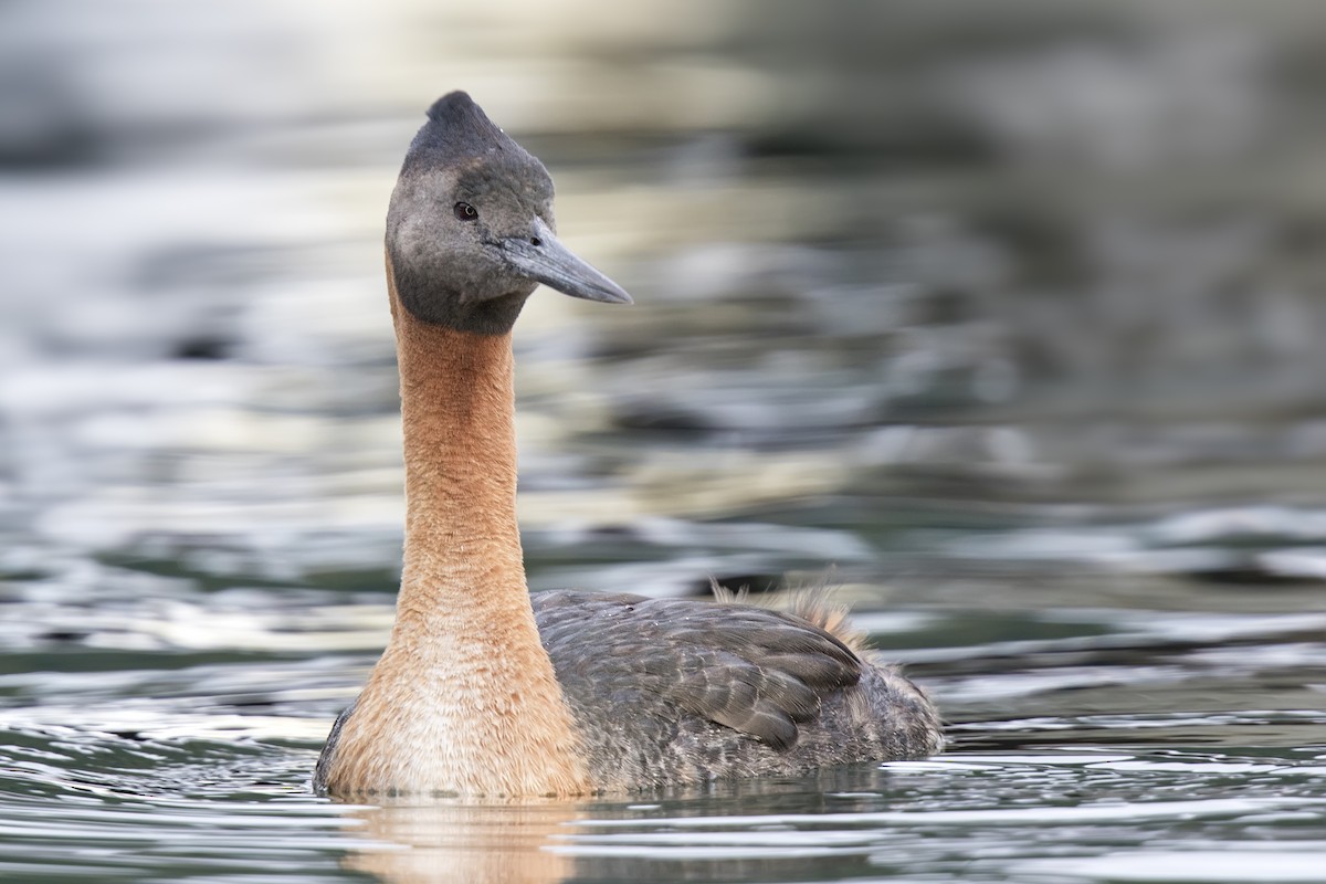 Great Grebe - ML108224741