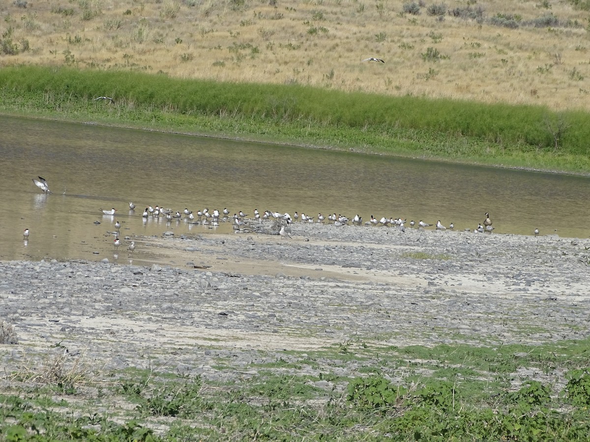 Caspian Tern - ML108225061