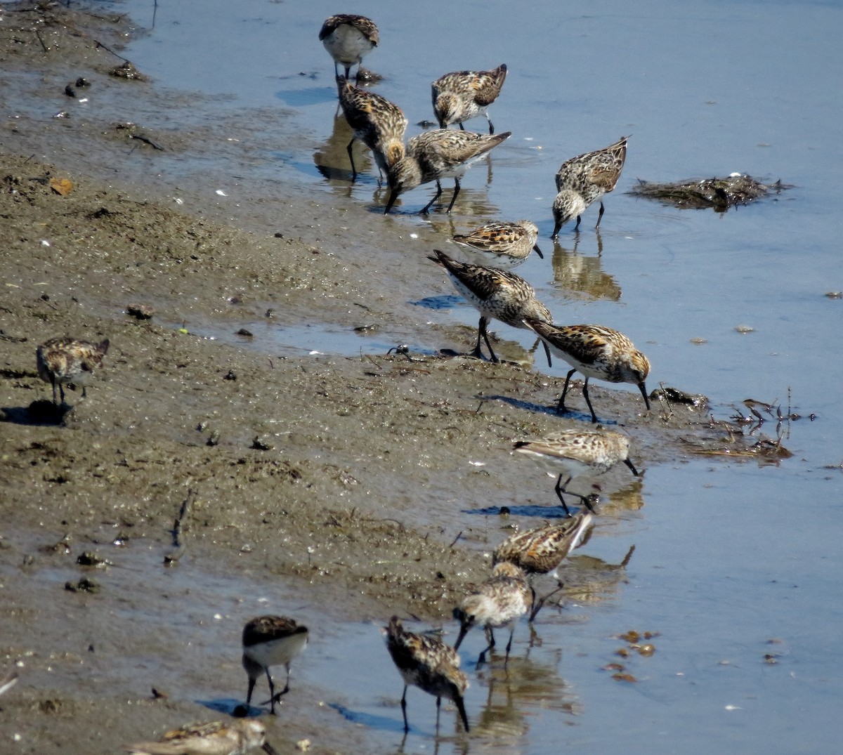 Western Sandpiper - ML108225191