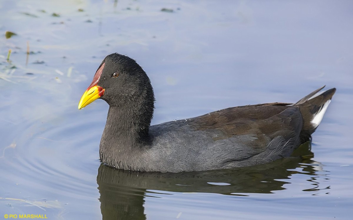 Foulque à front rouge - ML108225961