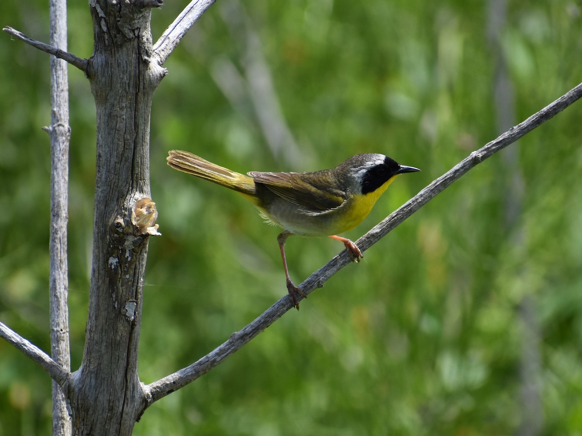 Common Yellowthroat - ML108226231