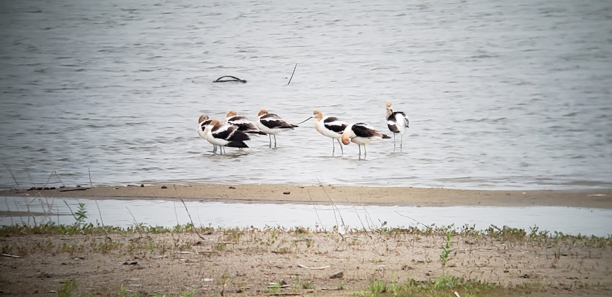 American Avocet - ML108228811