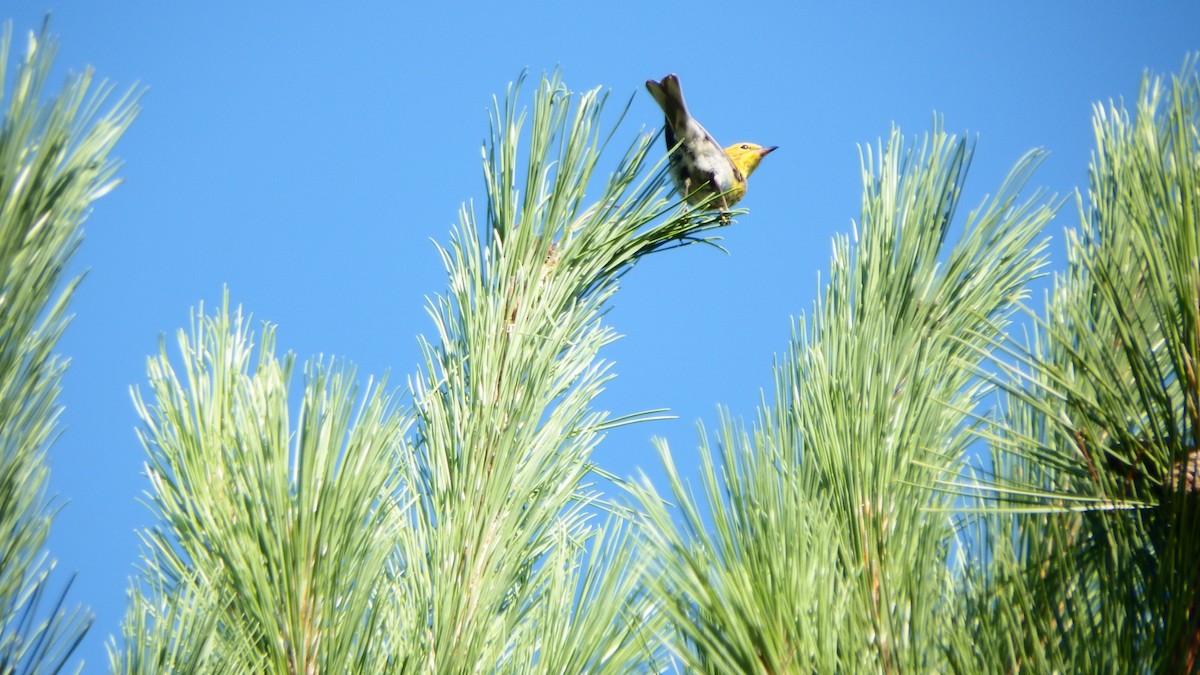 Pine Warbler - ML108228981