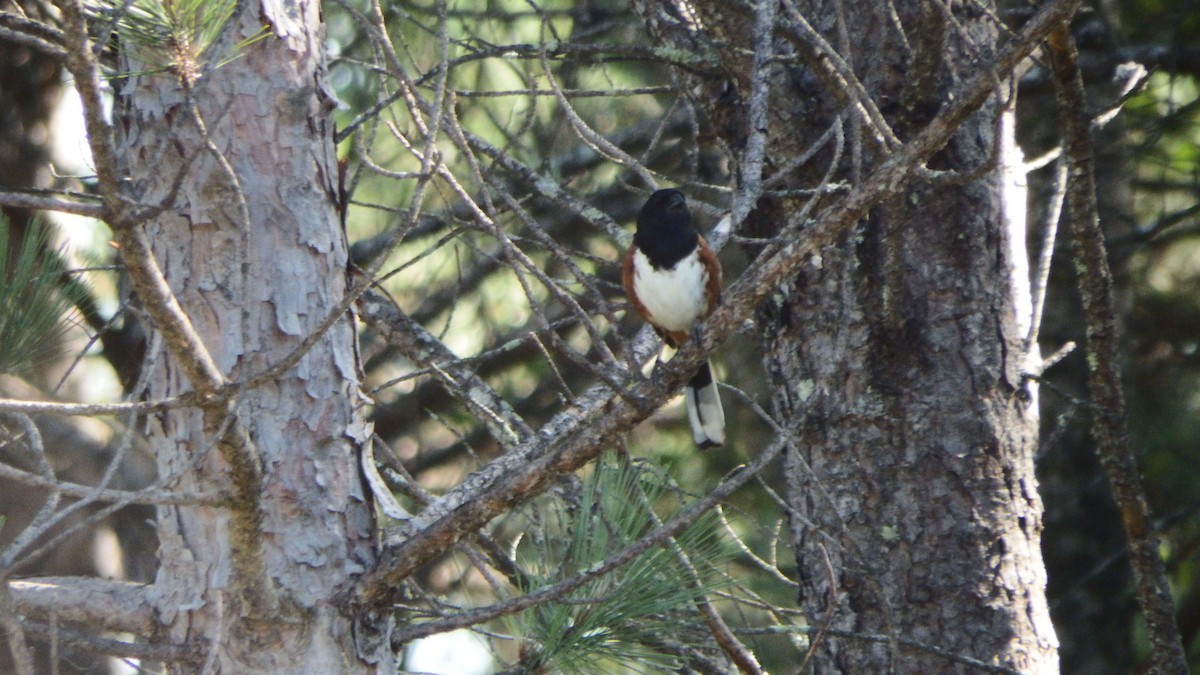 Eastern Towhee - ML108229001