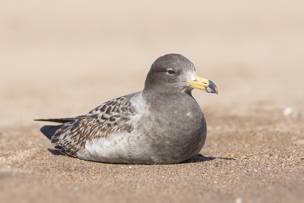 Belcher's Gull - Pio Marshall