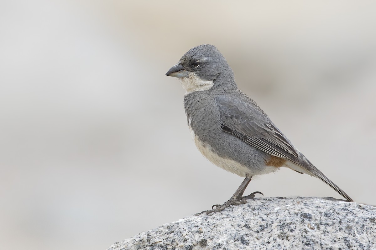 Diuca Finch - Pio Marshall