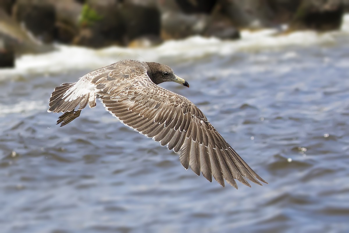 Belcher's Gull - ML108232121