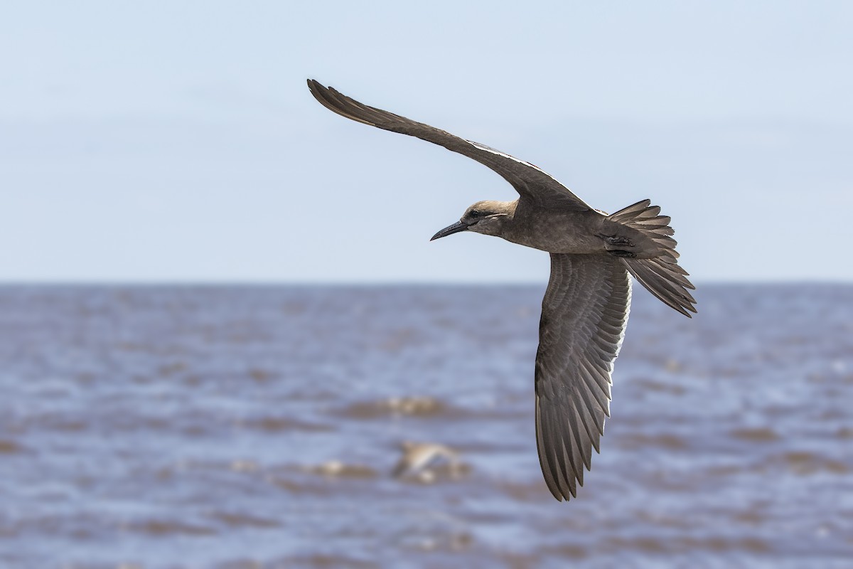 Inca Tern - Pio Marshall