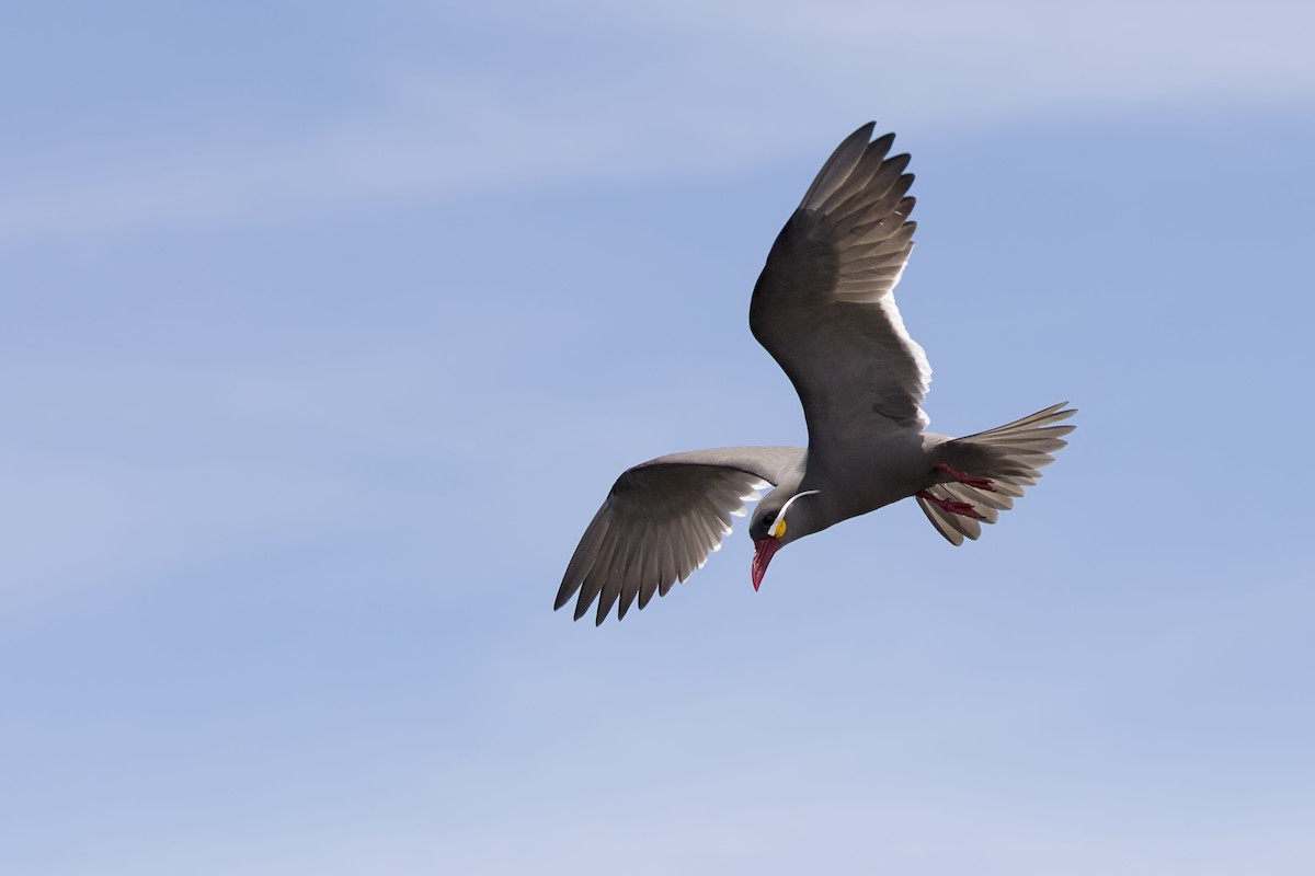 Inca Tern - ML108232171