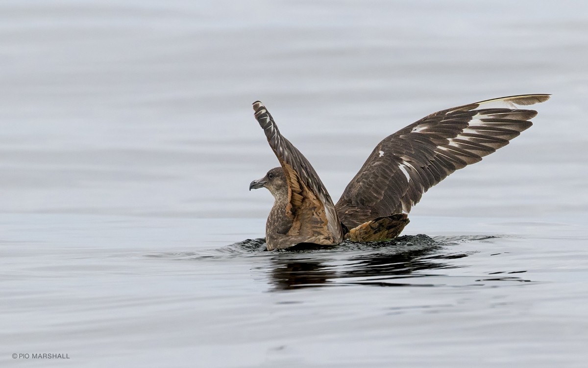 Chilean Skua - ML108232321