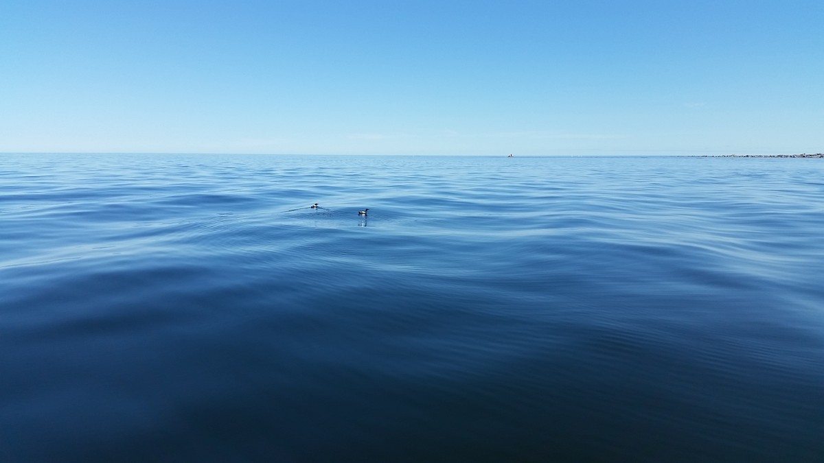 Black Guillemot - ML108233131