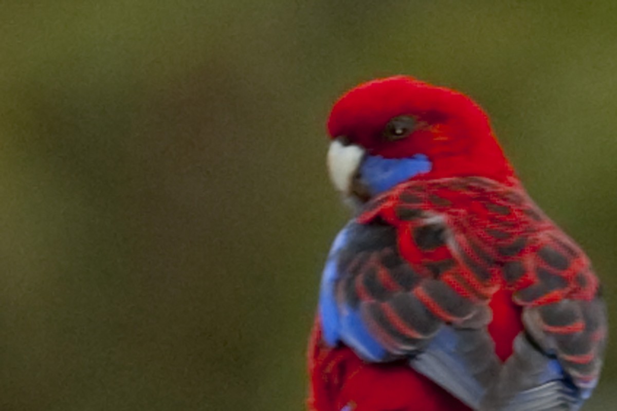 Crimson Rosella - ML108233271