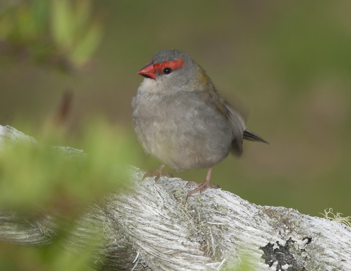 Red-browed Firetail - ML108233691