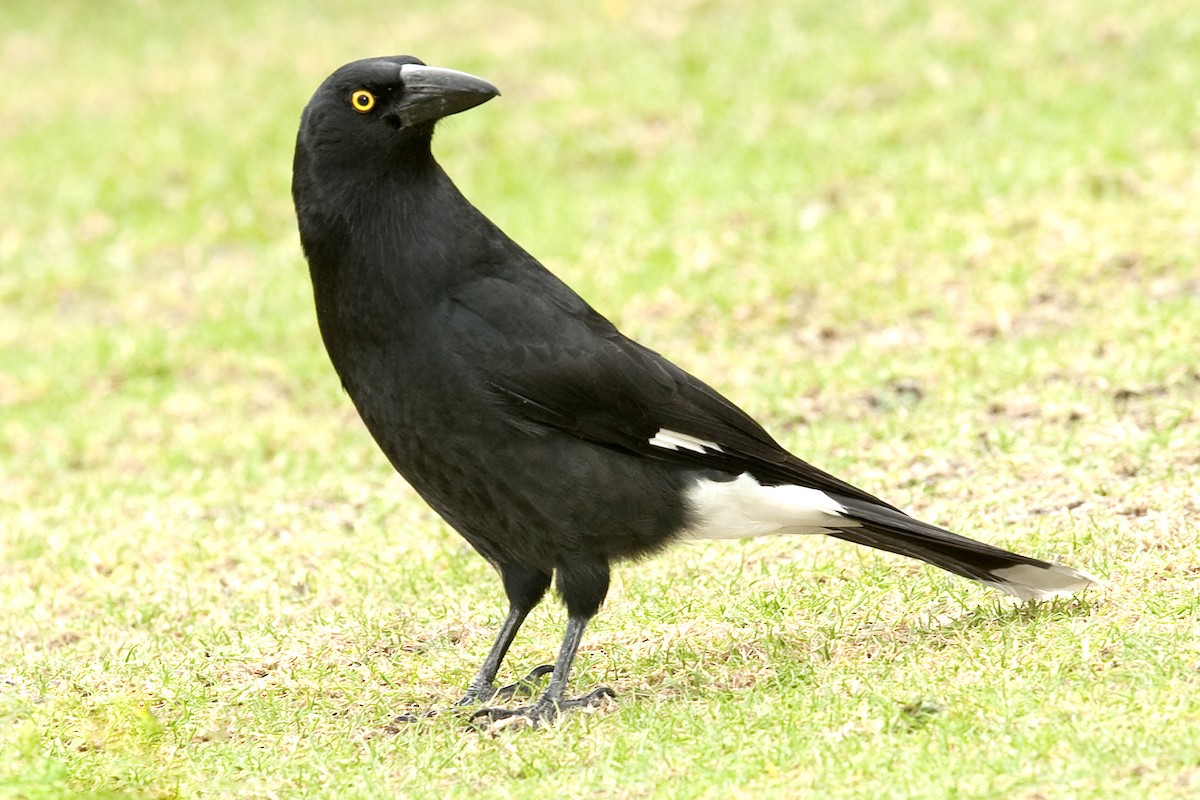 Pied Currawong - ML108234021