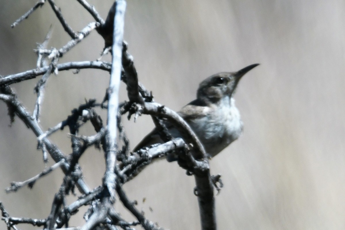 Rock Wren - ML108235041