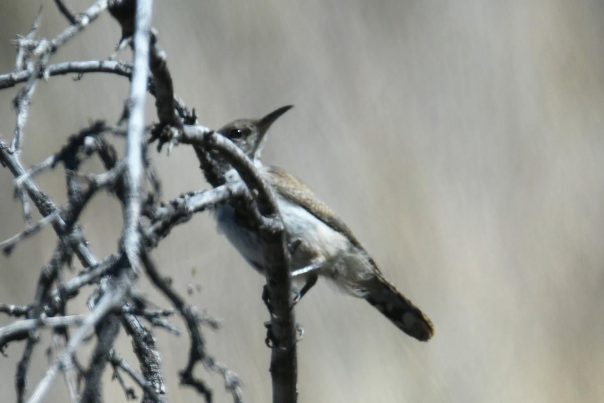 Rock Wren - Jerry Chen