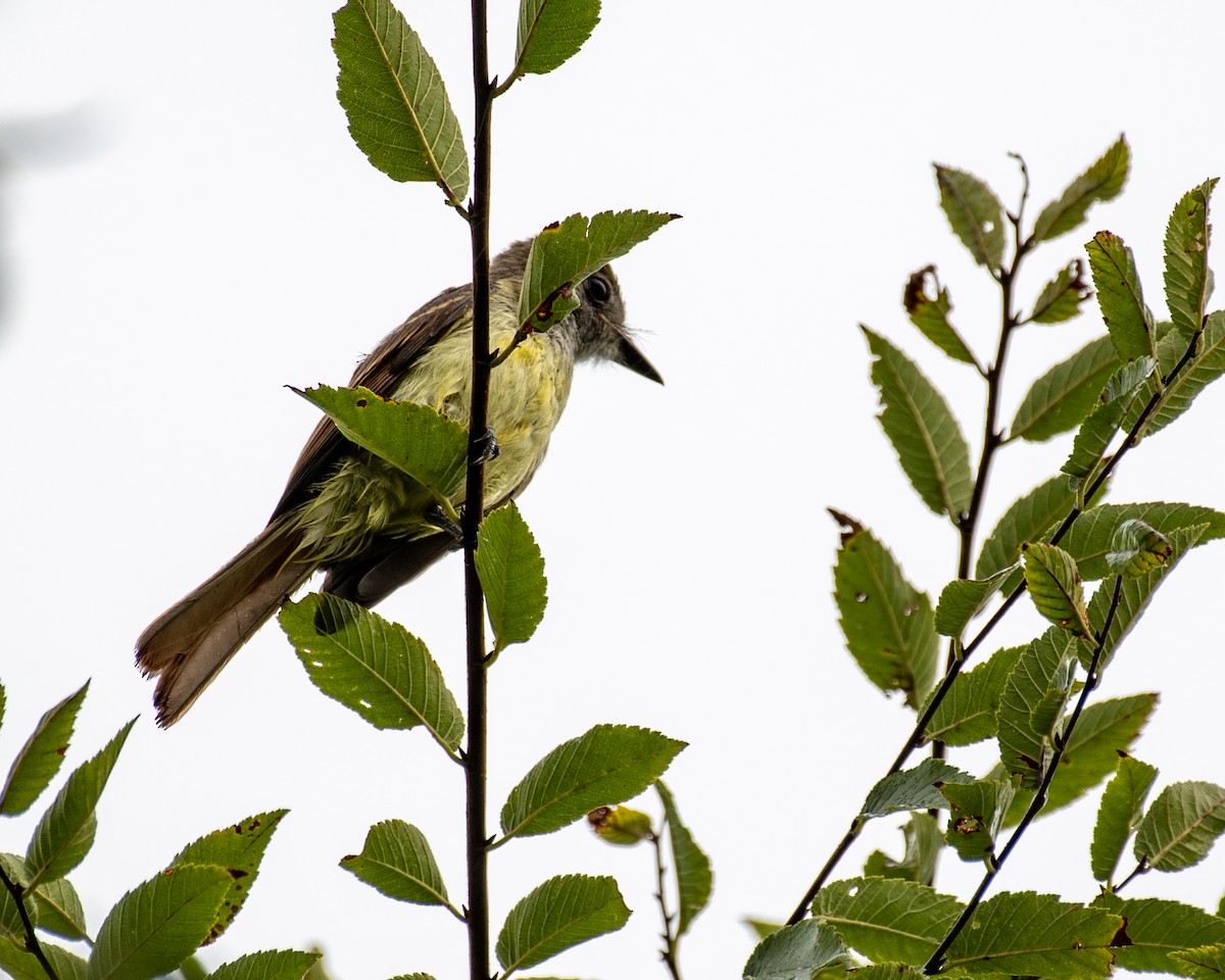 Great Crested Flycatcher - ML108235271