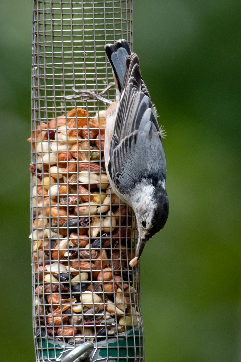 White-breasted Nuthatch - ML108235331
