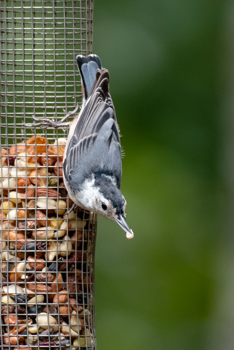 White-breasted Nuthatch - ML108235341