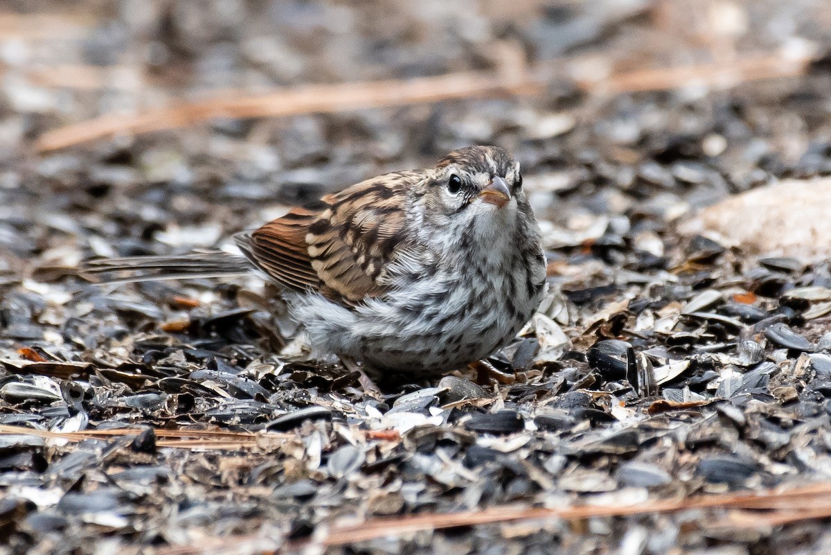 Chipping Sparrow - ML108236061