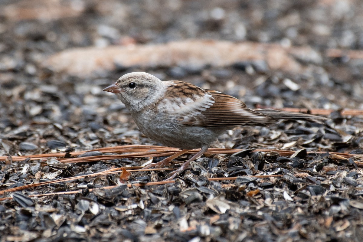 Chipping Sparrow - ML108236071