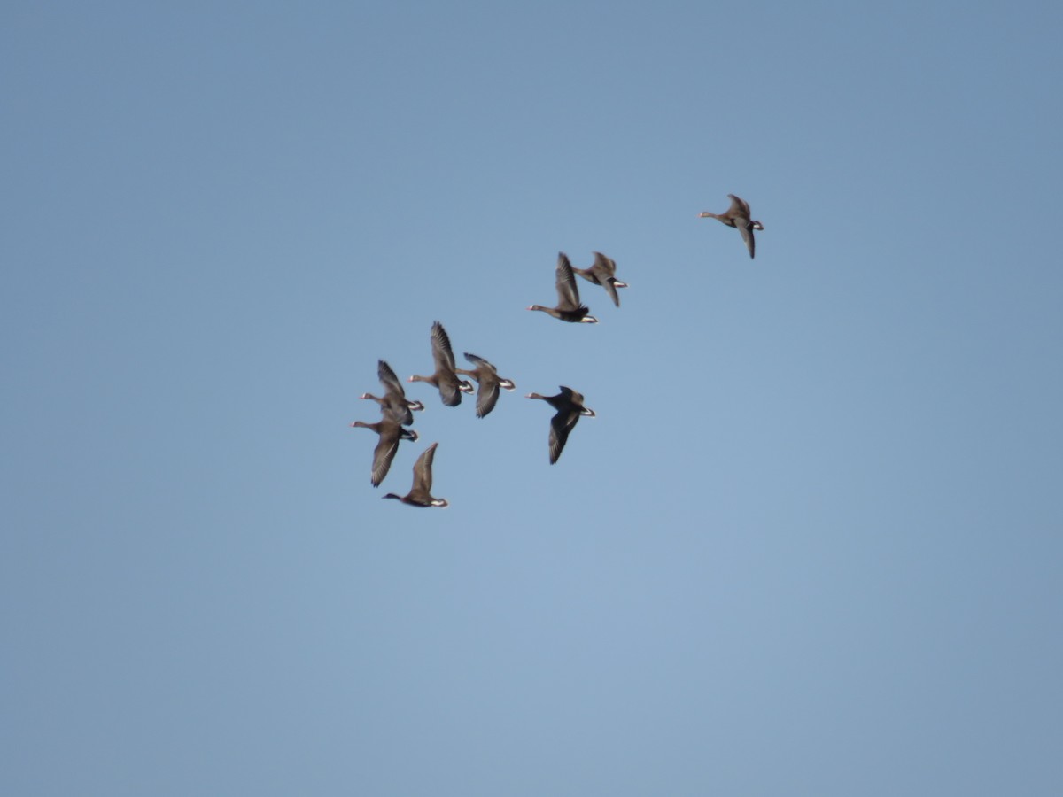 Манхин галуу - ML108236381