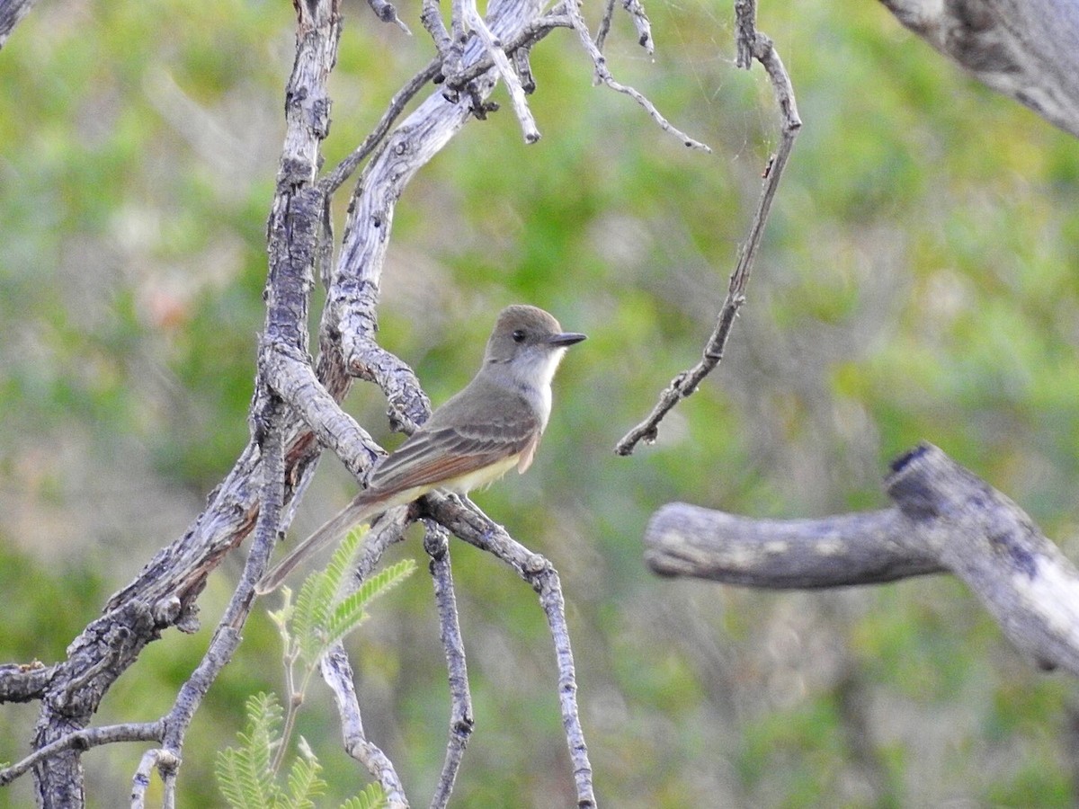 Dusky-capped Flycatcher - ML108237471