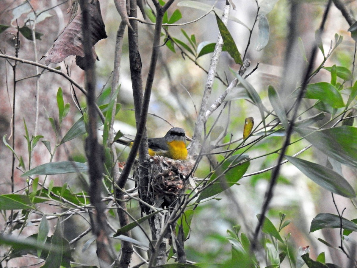 Eastern Yellow Robin - ML108238071