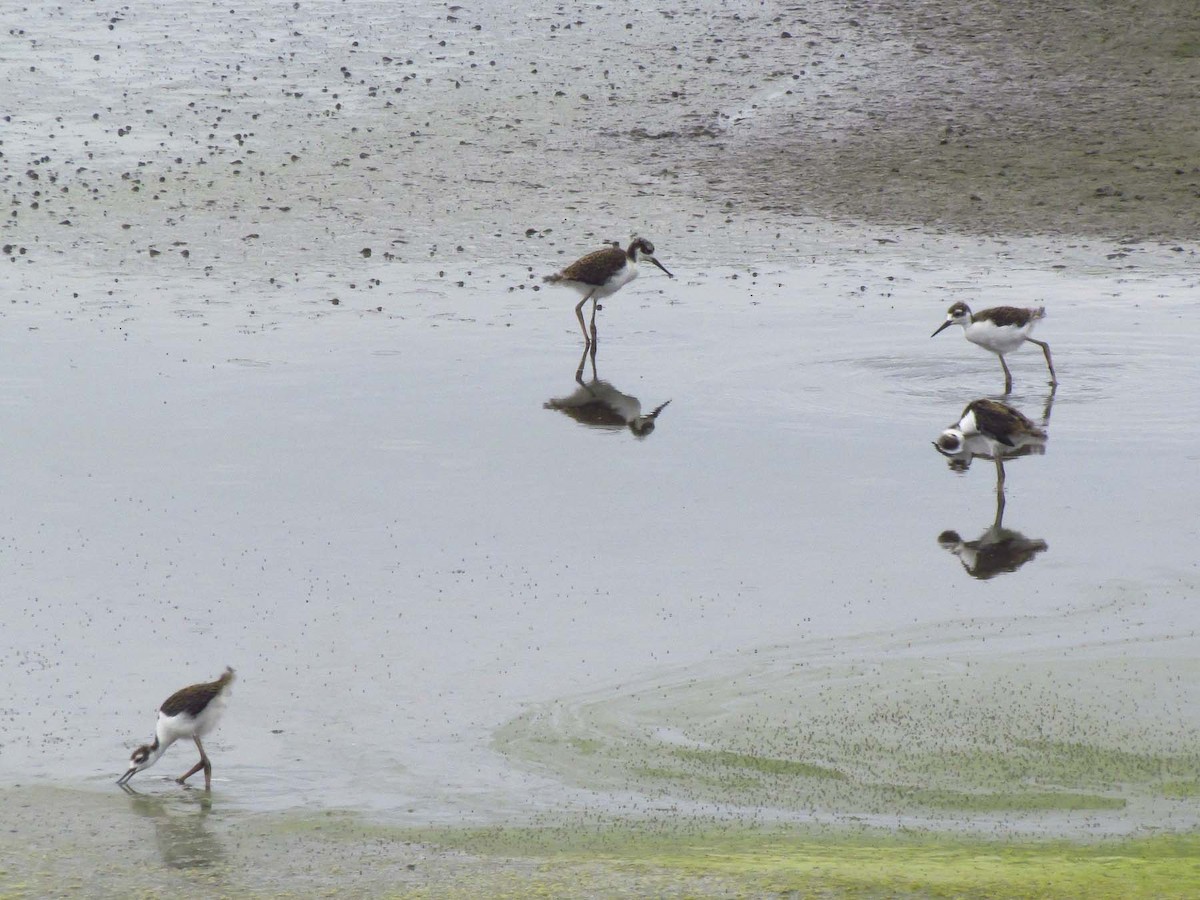 Black-necked Stilt - Vinicio E.  Góngora Fuenmayor