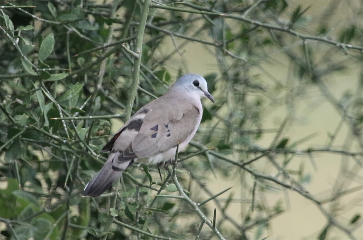 Black-billed Wood-Dove - ML108240291