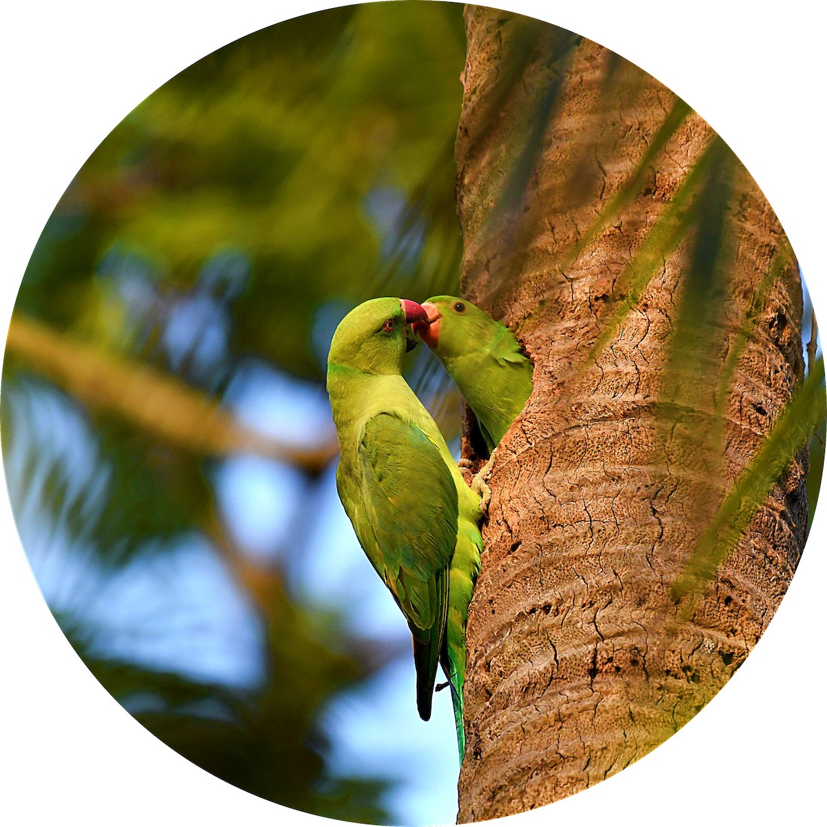 Rose-ringed Parakeet - ML108245181